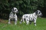 DALMATIEN 488